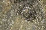 Polished Fossil Rugose Coral Slab - Morocco #276079-1